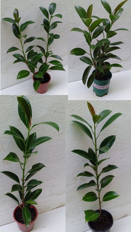 Фикус Мелани. Сорт фикуса который растет кустистым ,компактным.