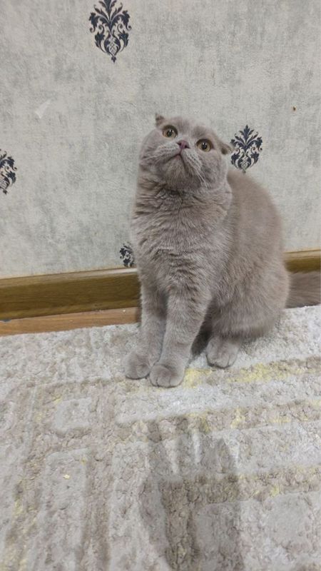 Шотландский вислоухий кот Шотландский вислоухий кот