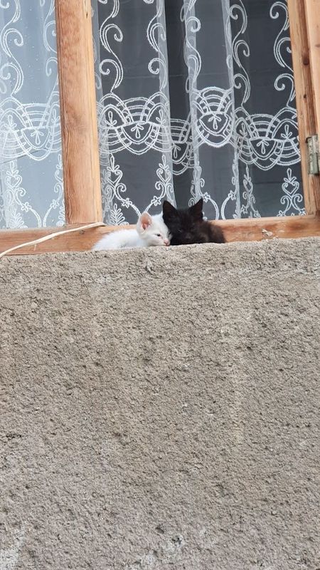 siyamiskiy Xonaki mushuk siyamiskiy Xonaki mushuk
