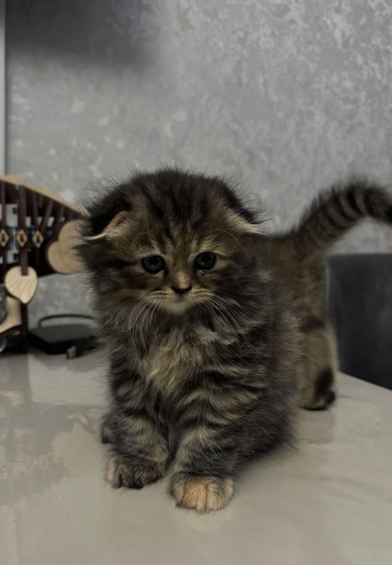 Котята породы Скоттиш Фолд Котята породы Скоттиш Фолд