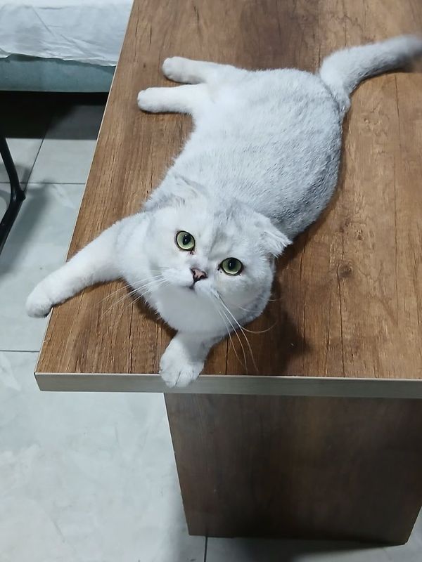 Котята британские Котята британские