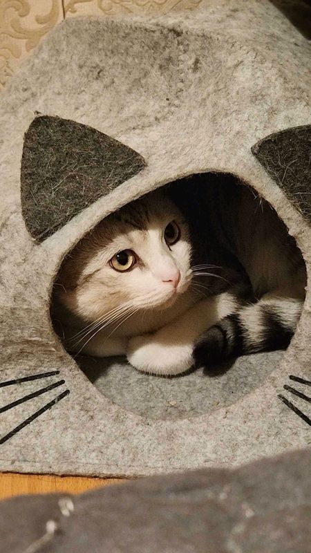 кот для вязки кот для вязки