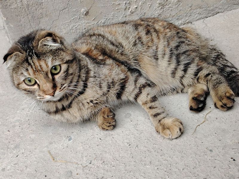 Скотиш Фолд кот.