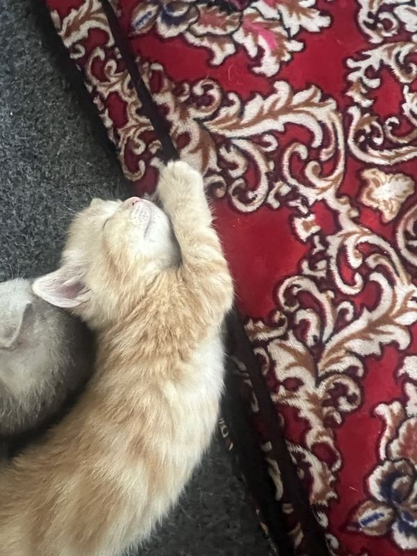 Serebesti toza muwuklar Serebesti toza muwuklar