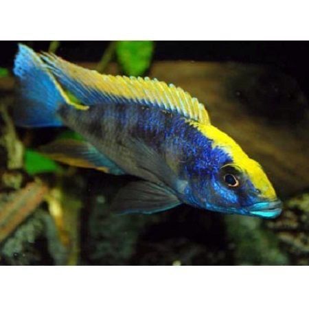 Балик Otopharynx lithobates: 6 дона нар 13+см соглом нархи 5 $ Балик Otopharynx lithobates: 6 дона нар 13+см соглом нархи 5 $