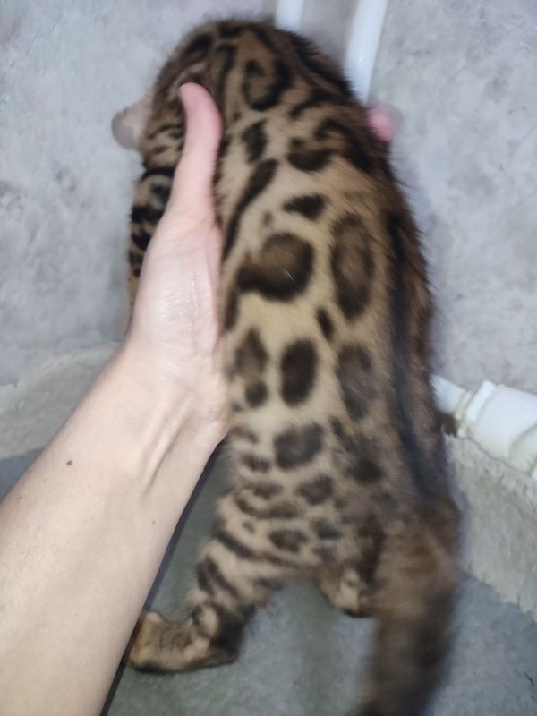 Продаются Бенгальские котята.