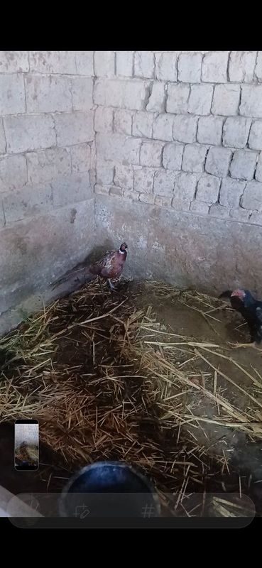 Fazan xoʻrozlar sotiladi 7 ta bor hammasi damashni uyda boqilgan Fazan xoʻrozlar sotiladi 7 ta bor hammasi damashni uyda boqilgan