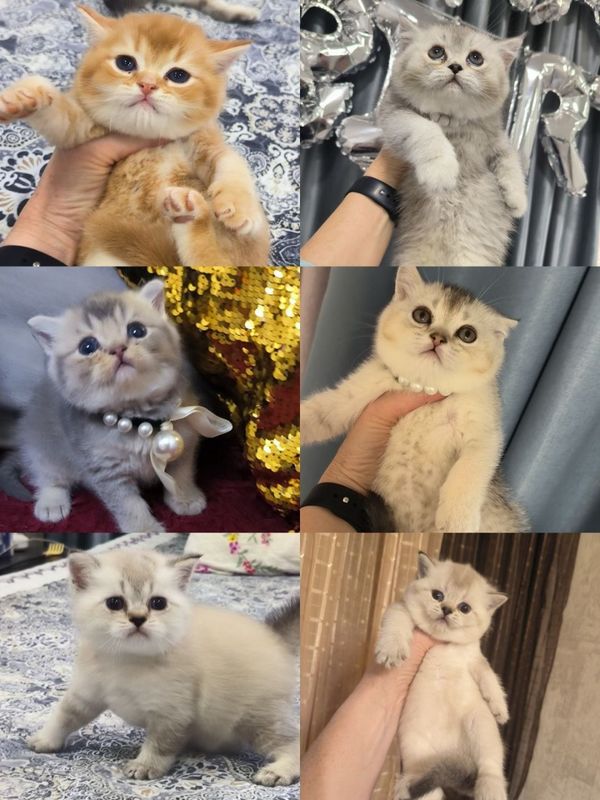 Продаются шикарные котята Продаются шикарные котята