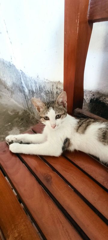 Mushuk cha zoti kalta yungli