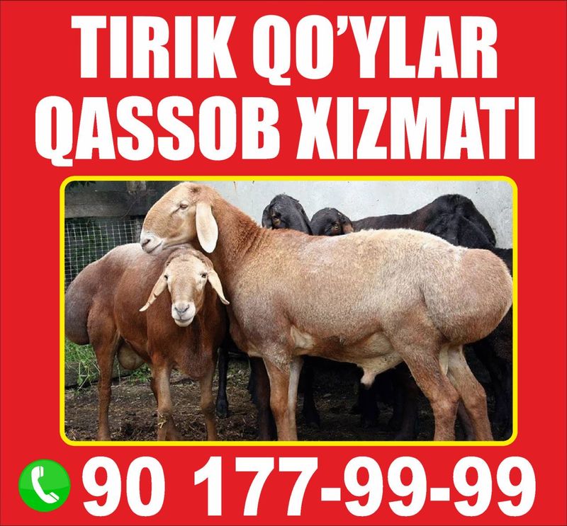 Тирик қўйлар, қассоб, калла поча. Тирик қўйлар, қассоб, калла поча.