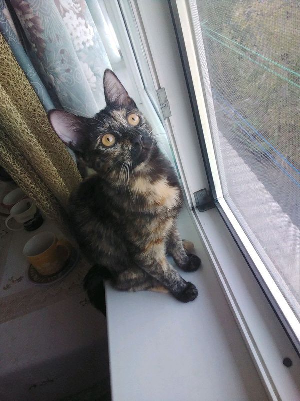 ОТДАМ КОТЕНКА. КОШЕЧКА 4 МЕСЯЦА.