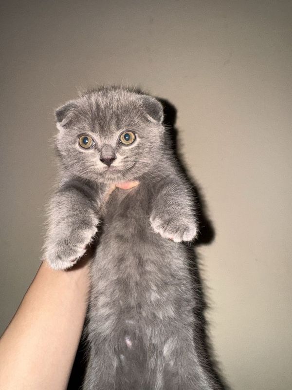 чистокровные бритиш фолд котята чистокровные бритиш фолд котята
