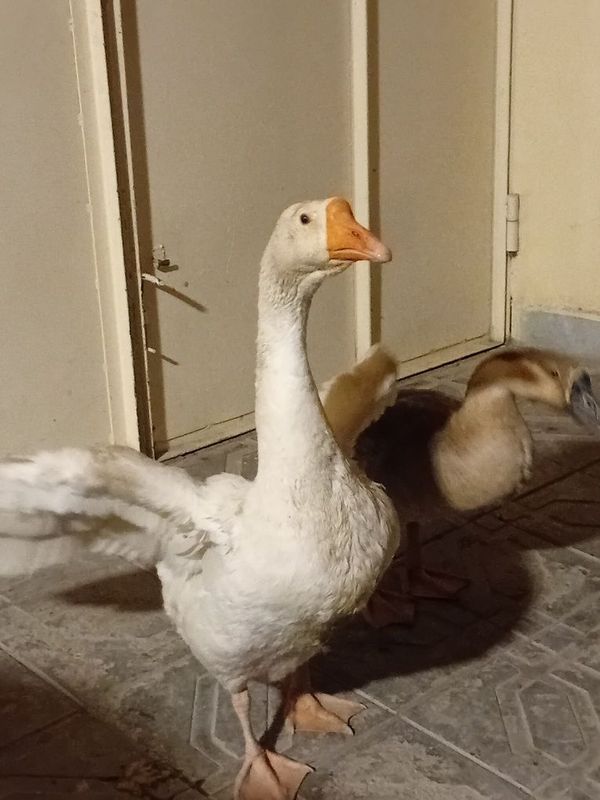 Gʻozlar sotiladi Gʻozlar sotiladi