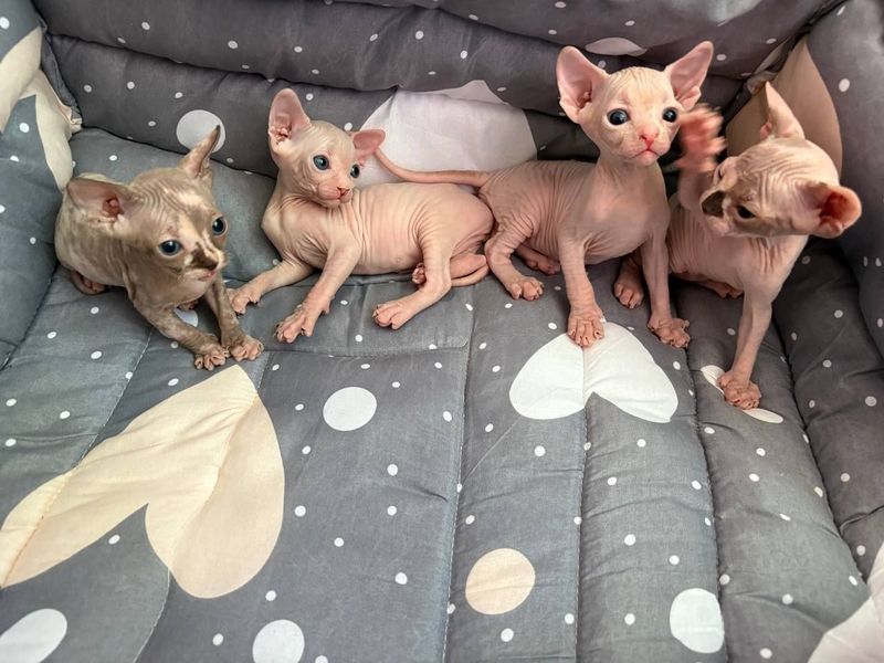 Продаются котята Продаются котята