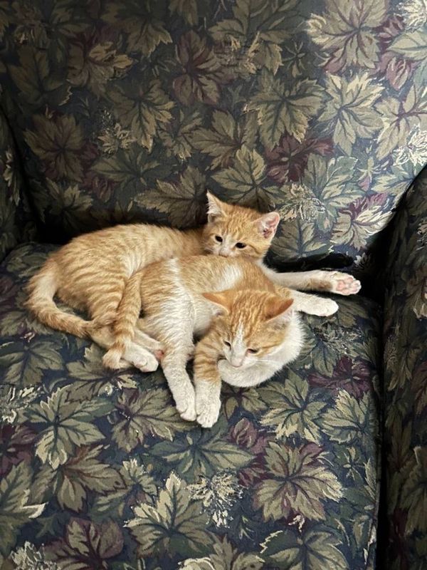 Отдам даром 2 котят
