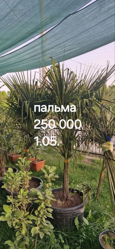 Пальма Дарахт сотилвотти арзон