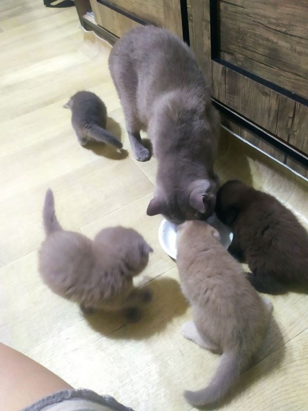 Котята вислоухие Котята вислоухие