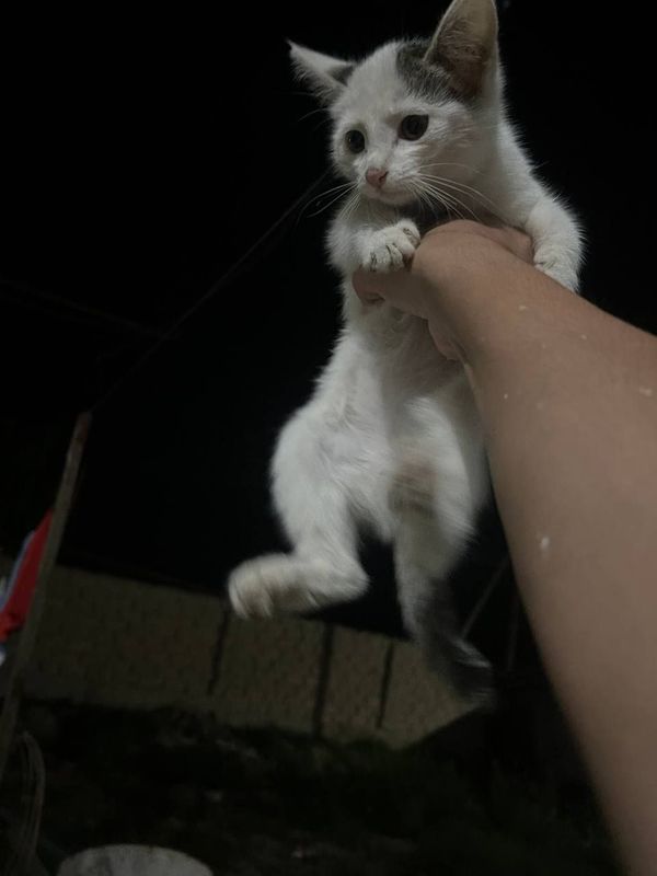 Mushuk zotdormi bilmiyman uy mushugi rossa aqili Mushuk zotdormi bilmiyman uy mushugi rossa aqili
