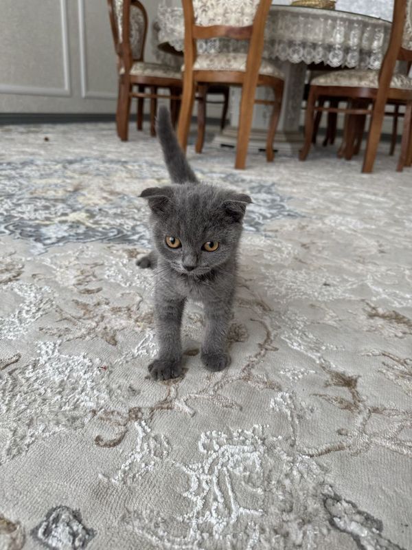 Scottish Fold sotiladi Scottish Fold sotiladi