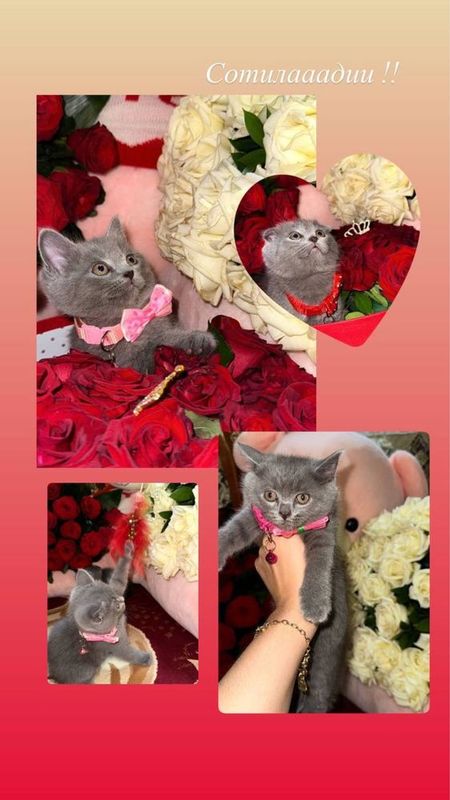 sotiladi toza qon va soglom 2 oylik boldi 12 marta tugulgan tosheknt sotiladi toza qon va soglom 2 oylik boldi 12 marta tugulgan tosheknt