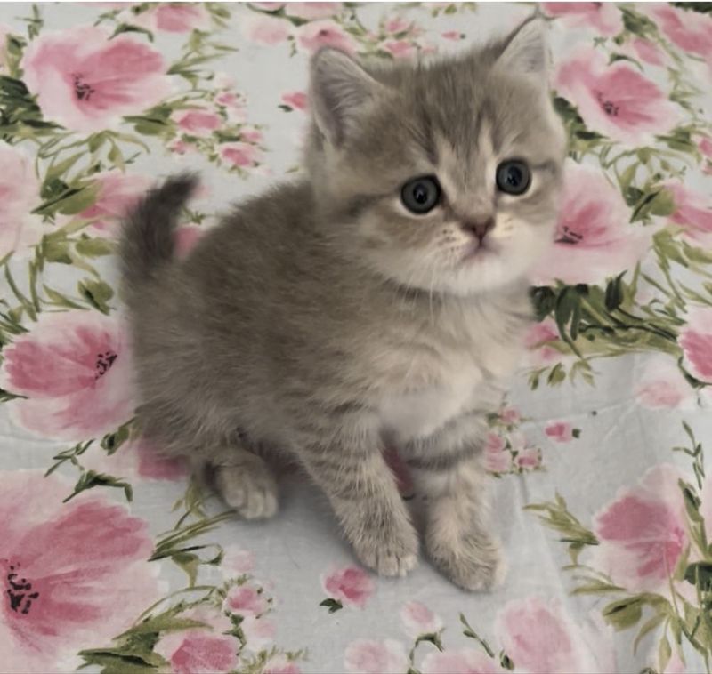 Девочка скоттиш страйт