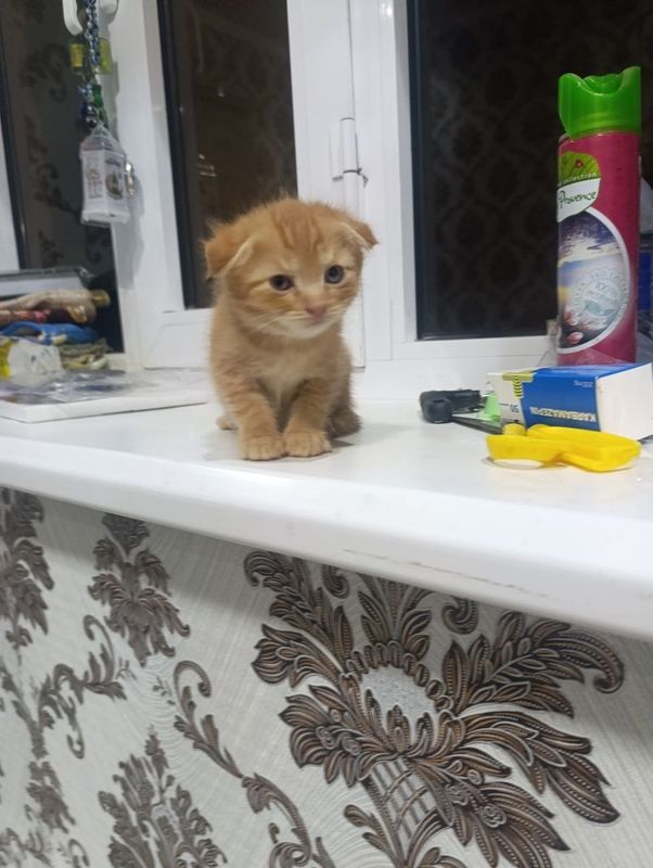 Котенка 2 мес игривые. Котенка 2 мес игривые.