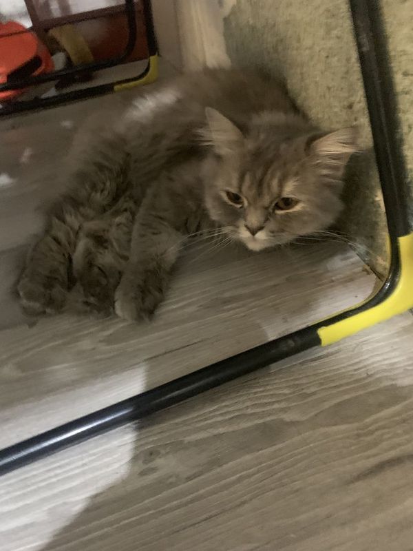 Отдам в добрые руки кошка 1 год