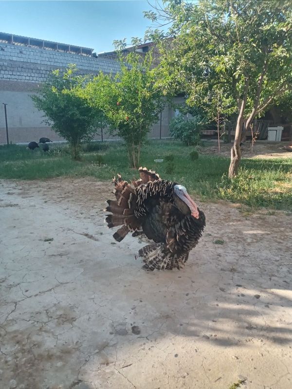 Kurkalar sotiladi Kurkalar sotiladi