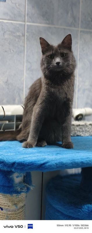 Кошка 8 месяцев.