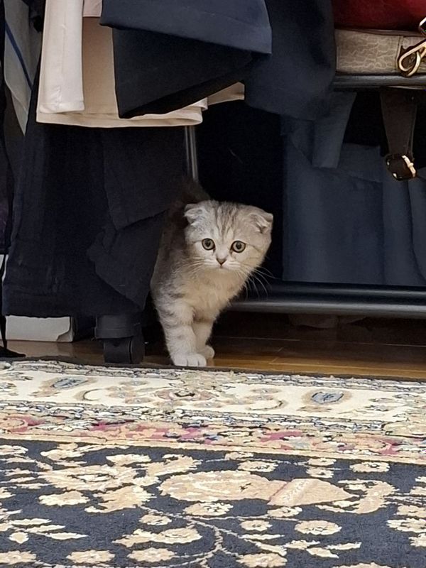 Scottish Fold sotiladi Scottish Fold sotiladi