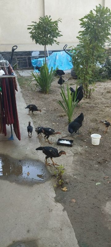 Joʻjalar sotiladi zoti toza Koreya bilan shamoʻ zotli Joʻjalar sotiladi zoti toza Koreya bilan shamoʻ zotli