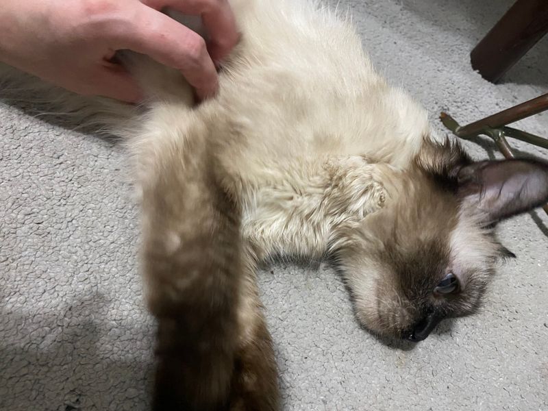 Сиамская кошка в добрые ответственные руки!