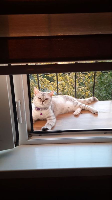 Кошка породистая Кошка породистая