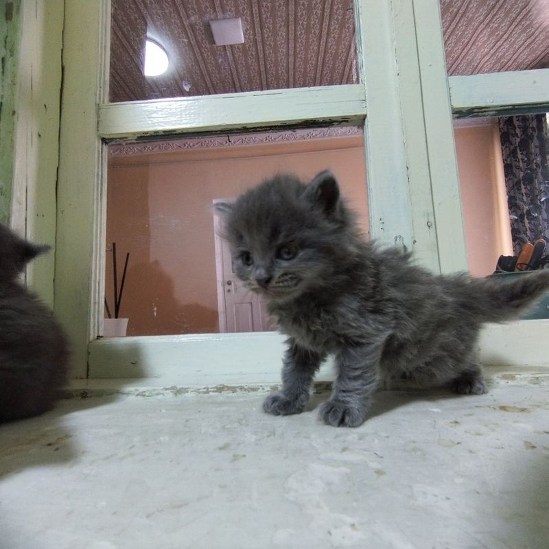 Скоттиш страйт болачалари Скоттиш страйт болачалари