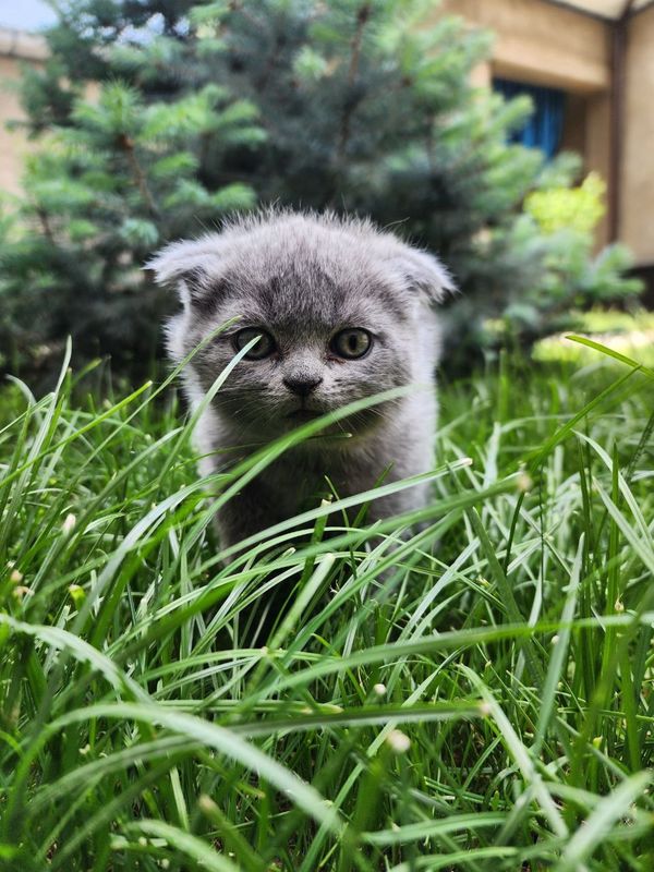 Scottish fold sotiladi Scottish fold sotiladi