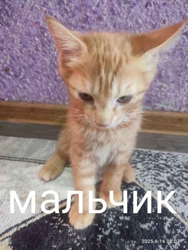 Продается котят домашние Продается котят домашние