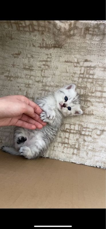 Котята страйт. Котята страйт.