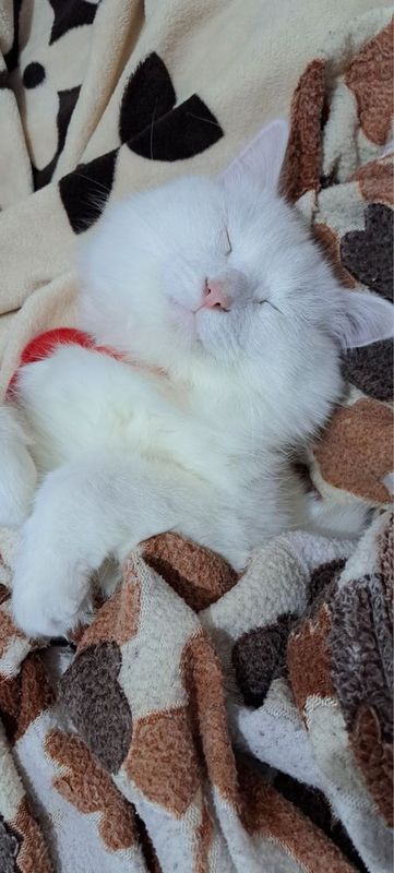 Turk angora mushugi sotiladi – 2 yoshli erkak! Turk angora mushugi sotiladi – 2 yoshli erkak!