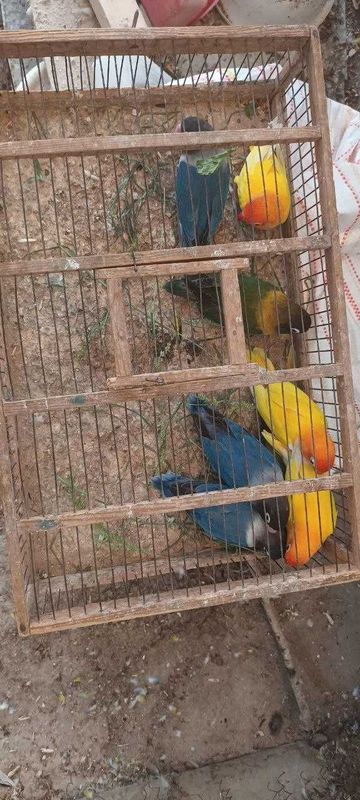 продам попугаев Неразлучников Лютина и Масковые продам попугаев Неразлучников Лютина и Масковые