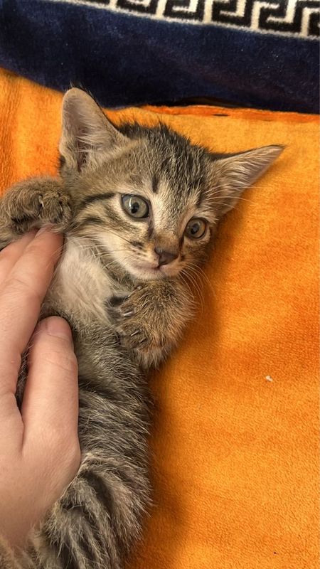 Отдам котенка в хорошие руки Отдам котенка в хорошие руки