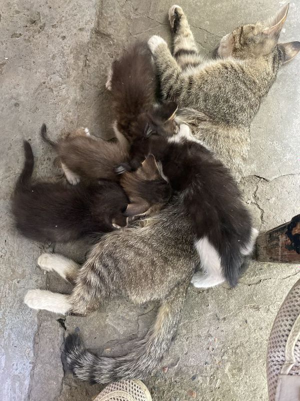 Mushukla sotiladi kasalmas soglom 1 yarim oylik mushukla uyda boqilgan Mushukla sotiladi kasalmas soglom 1 yarim oylik mushukla uyda boqilgan