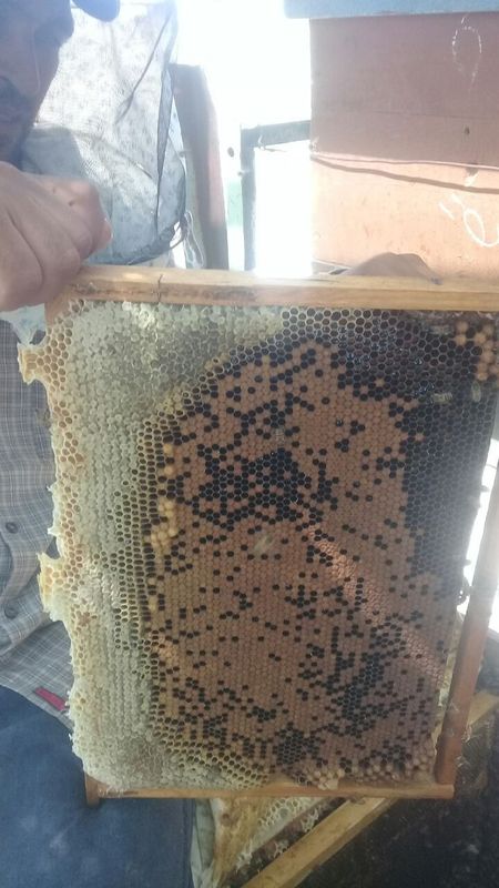 Asal ari oilasi sotiladi Asal ari oilasi sotiladi