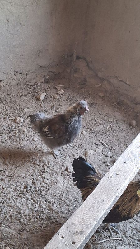Tovuqlar sotiladi Tovuqlar sotiladi