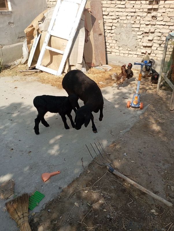 Ona bola qazoqi qõy sotiladi birinchi qorin tuğushi qazoqi qõy Ona bola qazoqi qõy sotiladi birinchi qorin tuğushi qazoqi qõy