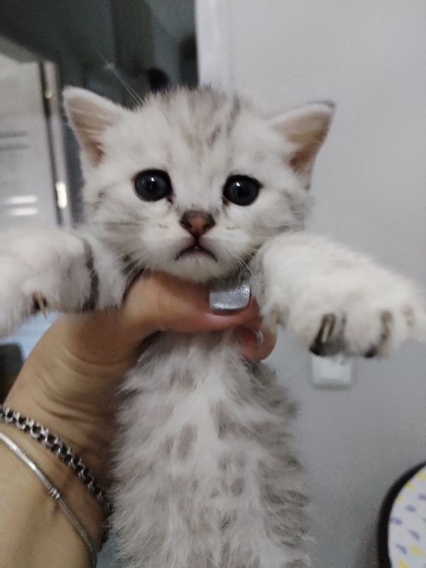 Котята скотиш. Продажа.