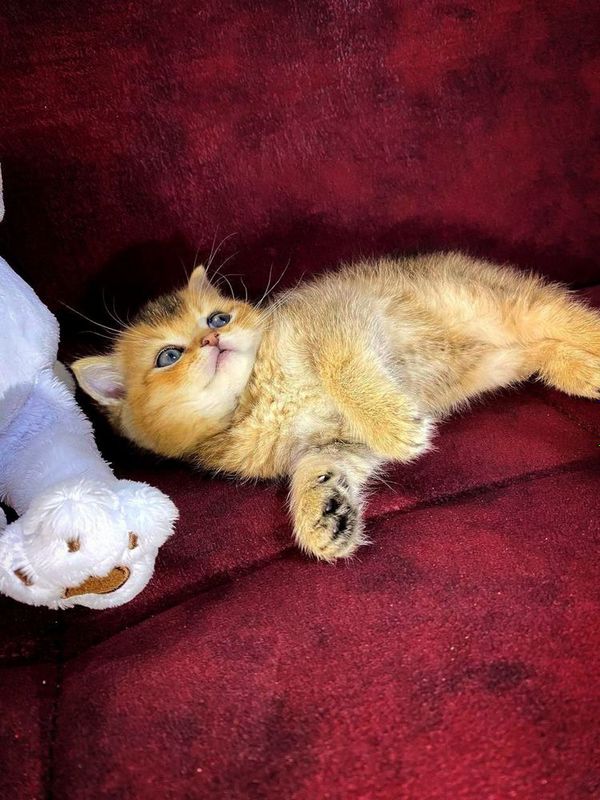 Золотые Шиншиллы Золотые Шиншиллы