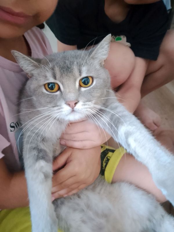 кошка