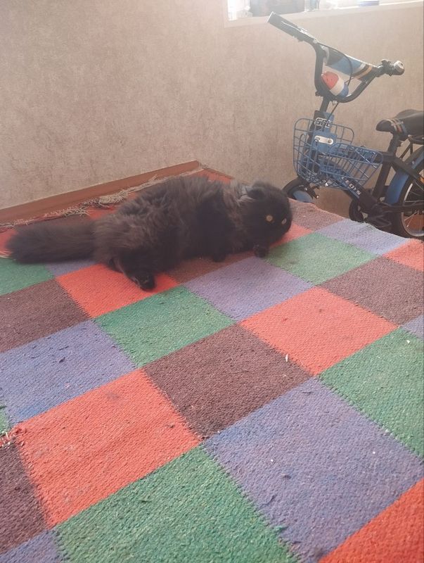 Чёрная персидская кошка Чёрная персидская кошка