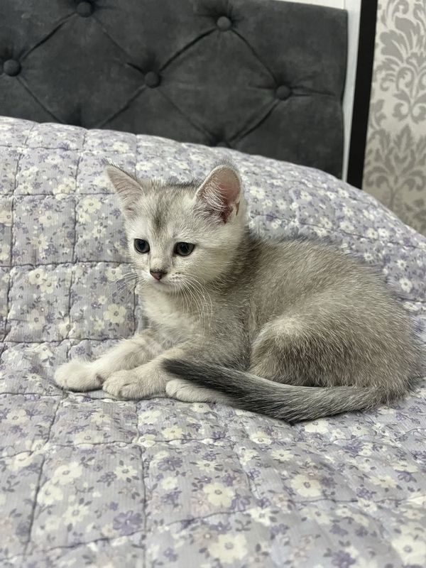 Mushu sotiladi shinshila