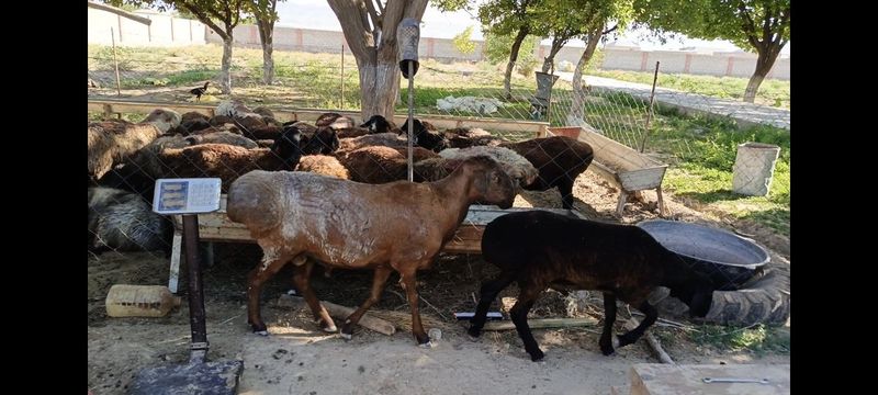 QOCHQOR Diqqat nasldor nasl uchun qo'chqor sotiladi